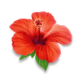 Hibiskus-Blumen-Pulver